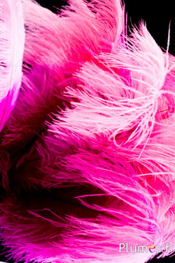 Autruche - 30-40 cm - fuchsia-rose ancien 
